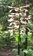 Cardiocrinum_giganteum Photo by Lokal_Profil Wikipedia Commons