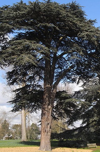 Cedrus_libani