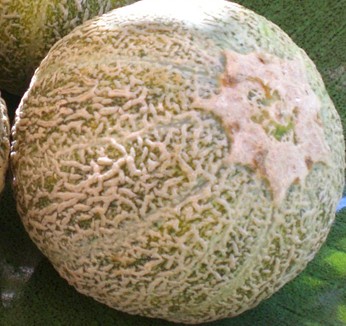 Cucumis-melo-var.-reticulatus