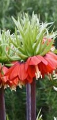 Fritillaria imperialis