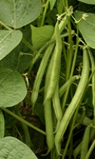 Green Beans on bush