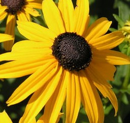 Rudbeckia_fulgida