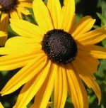 Rudbeckia_fulgida