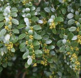 azara-microphylla