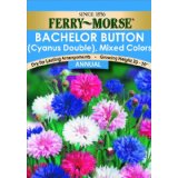 bachelor button seed pk