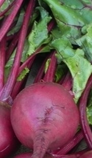 beet