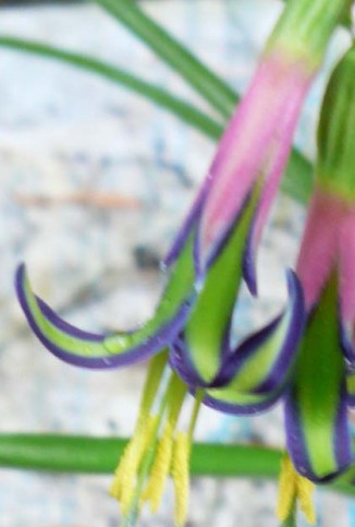 billbergia nutans 4