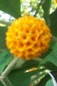 buddleja_globosa fl