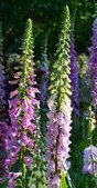 foxgloves