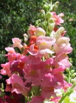 snapdragons