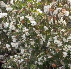 Camellia-Cornish-Snow bush