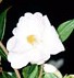 Camellia Cornish Snow