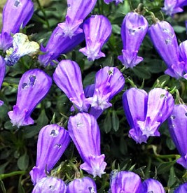 Campanula zoysii crimped bellflower