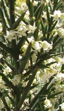 Colletia_hystrix 2