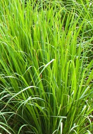 Cymbopogon citratus lemongrass