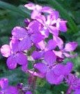 LUNARIA ANNUA