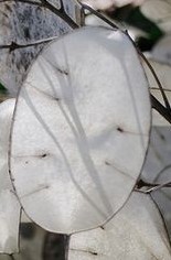 Lunaria-pods