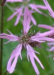 Lychnis flos cuculi