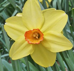 Narcissus Birma