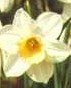 Narcissus Waterperry