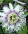 Passiflora edulis 2