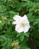 Rugosa alba