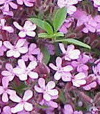 Saponaria_ocymoides2