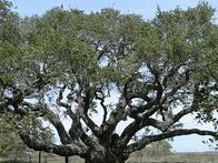 Texad live oak 2