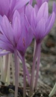 colchicum