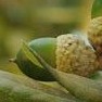 quercus_fusiformis acorn 2