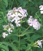 saponaria-officinalis