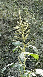 Amaranthus spinosus pl
