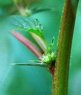 Amaranthus spinosus spines