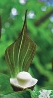 Arisaema sikokiamum 3