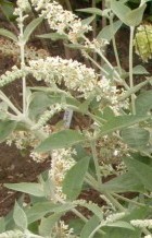 Buddleja fallowiana var alba bush