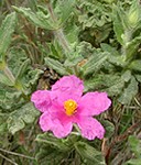 Cistus_crispus 2