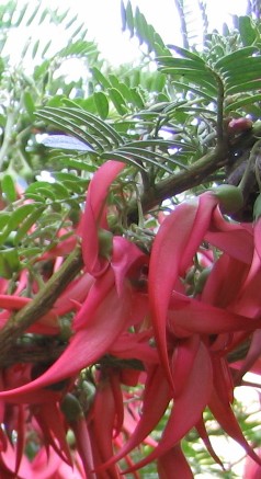 Clianthus punicens