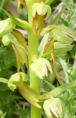 Coeloglossum viride Frog orchid 2