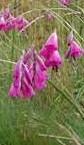 Dierama pulcherrimum Angels Fishing Rod