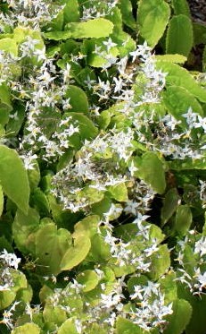 Epimedium stellulatum