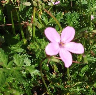 Erodium_cicutarium 2