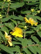 Hypericum calycinum