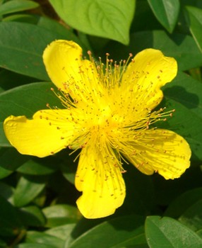 Hypericum-calycinum-fl