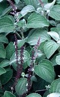 Plectranthus argentatus