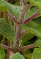 Plectranthus argentatus stem