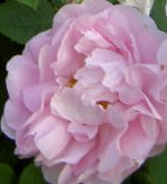 Rose celsiana