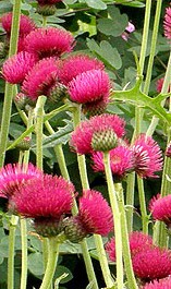 cirsium_rivulare