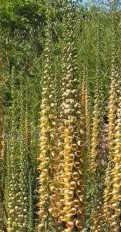 digitalis_ferruginea 2