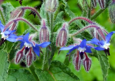 Borago officinalis