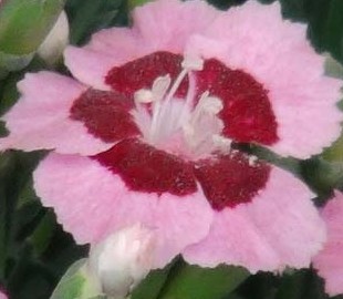 Dianthus-Plumarius-Evening-Star